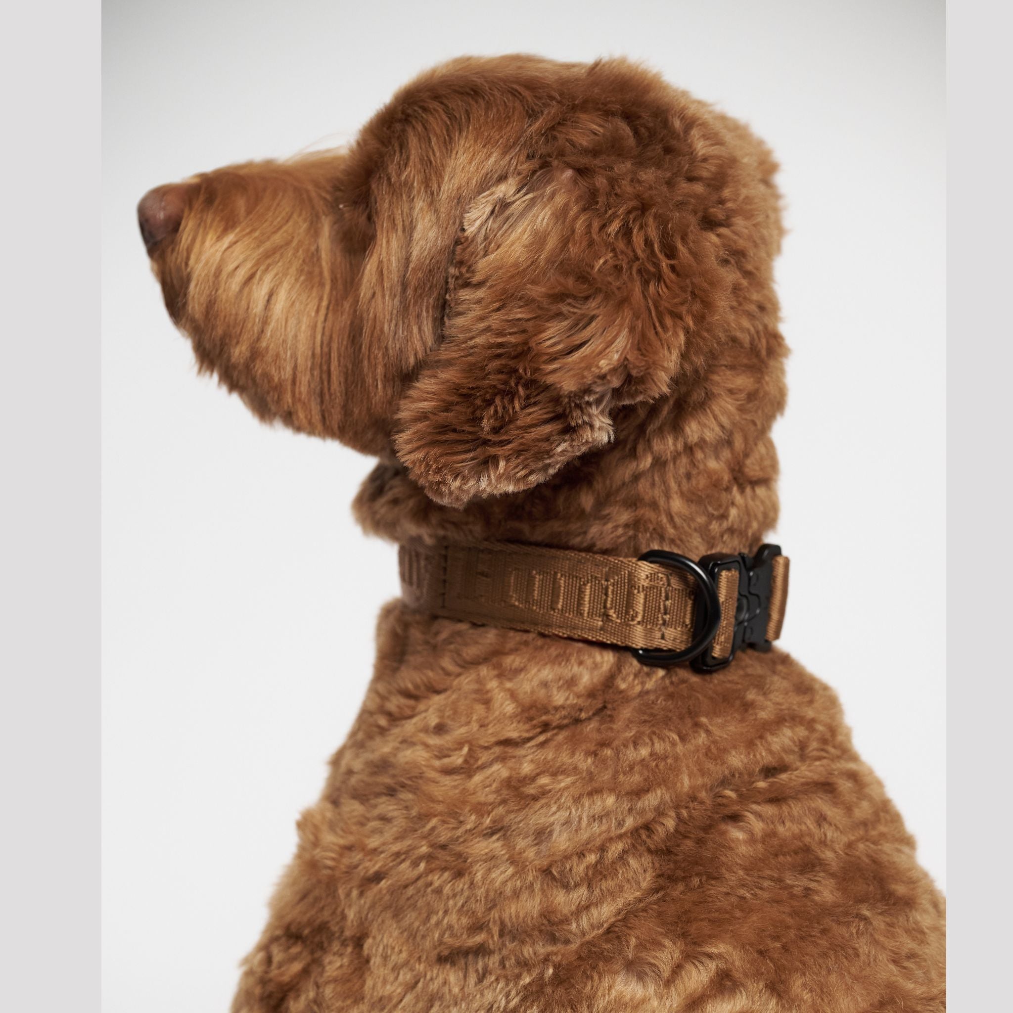 Dog Collars