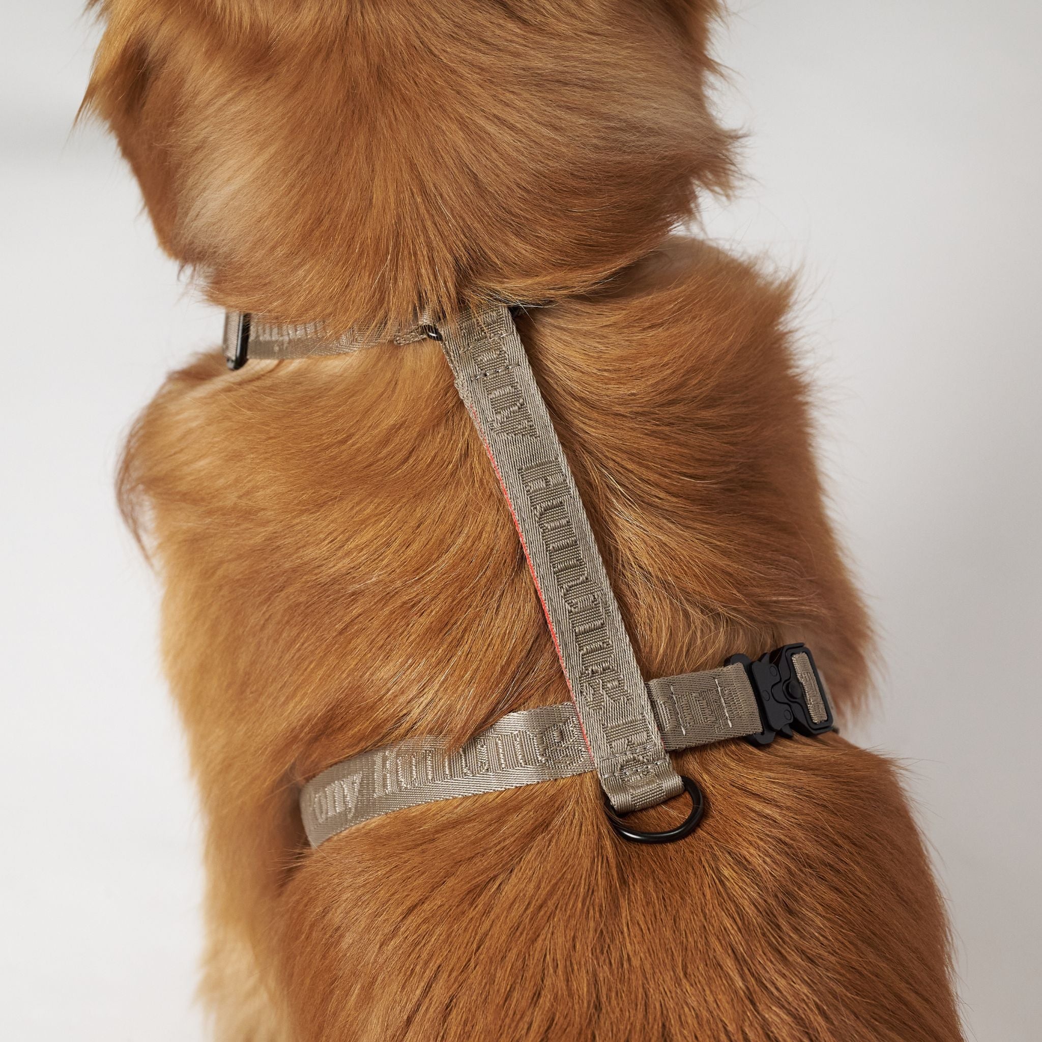 Dog harness