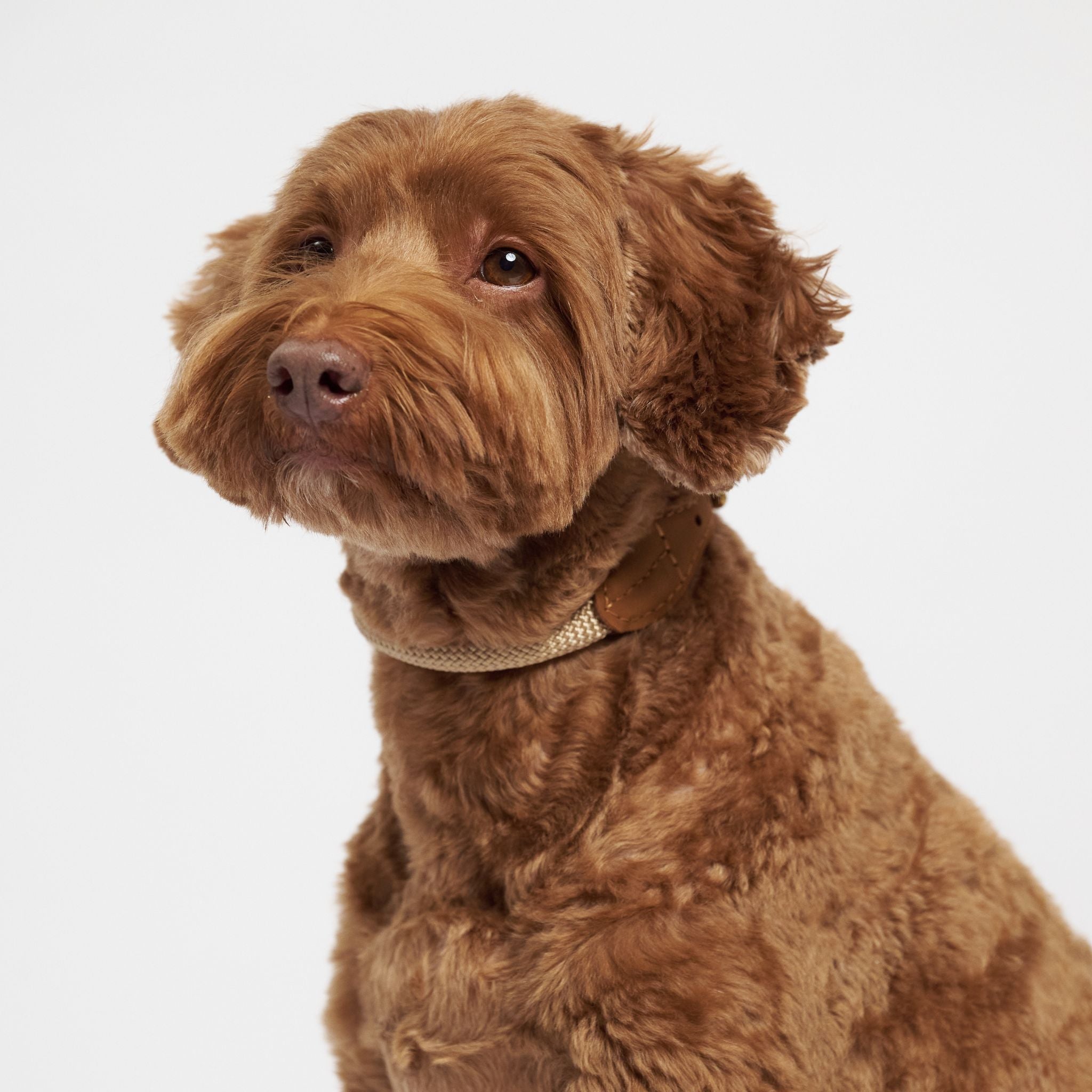 Hunting pony ドックカラーマカロニー