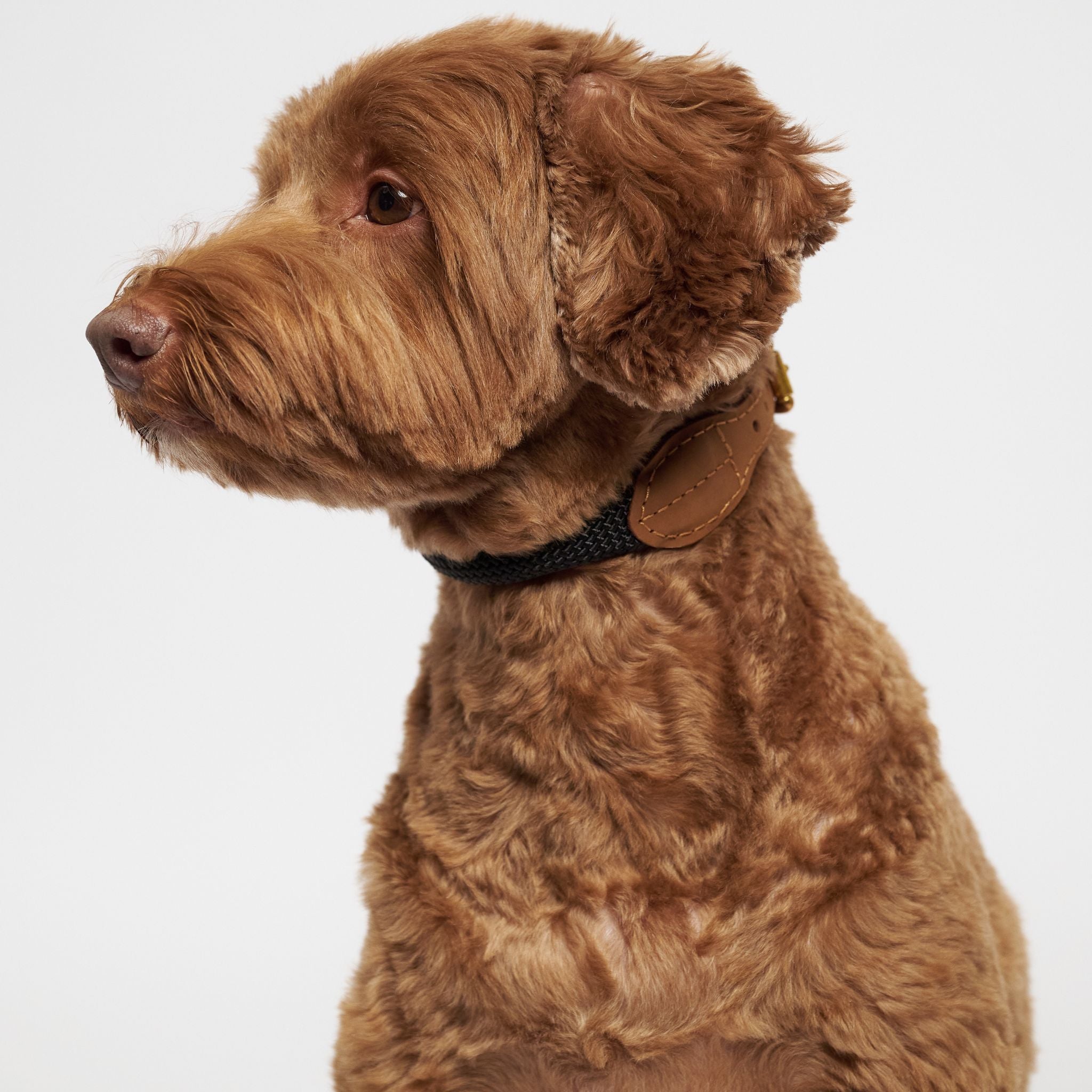 Hunting pony ドックカラーマカロニー