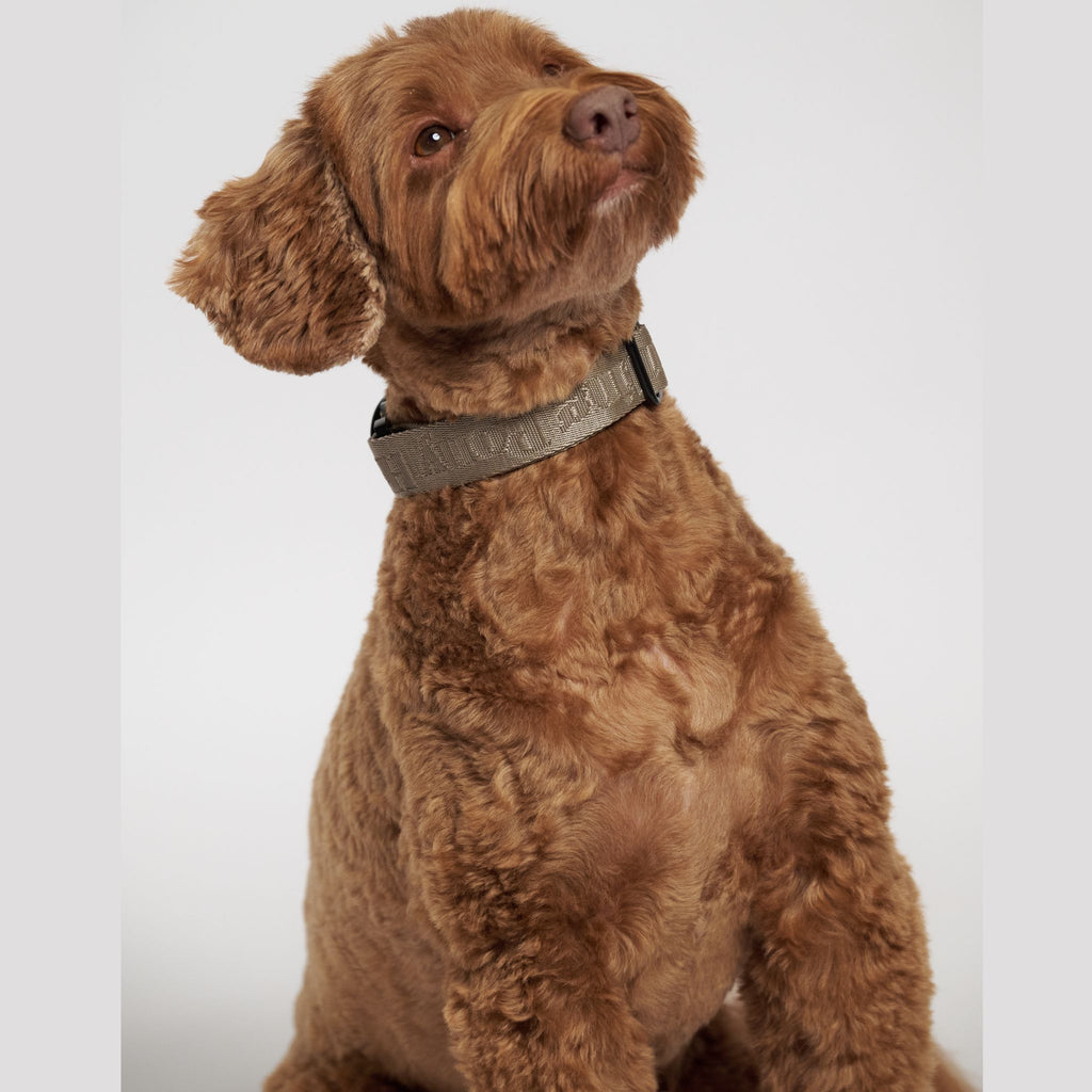 Hunting Pony ポニーコンパニオニー　カラー