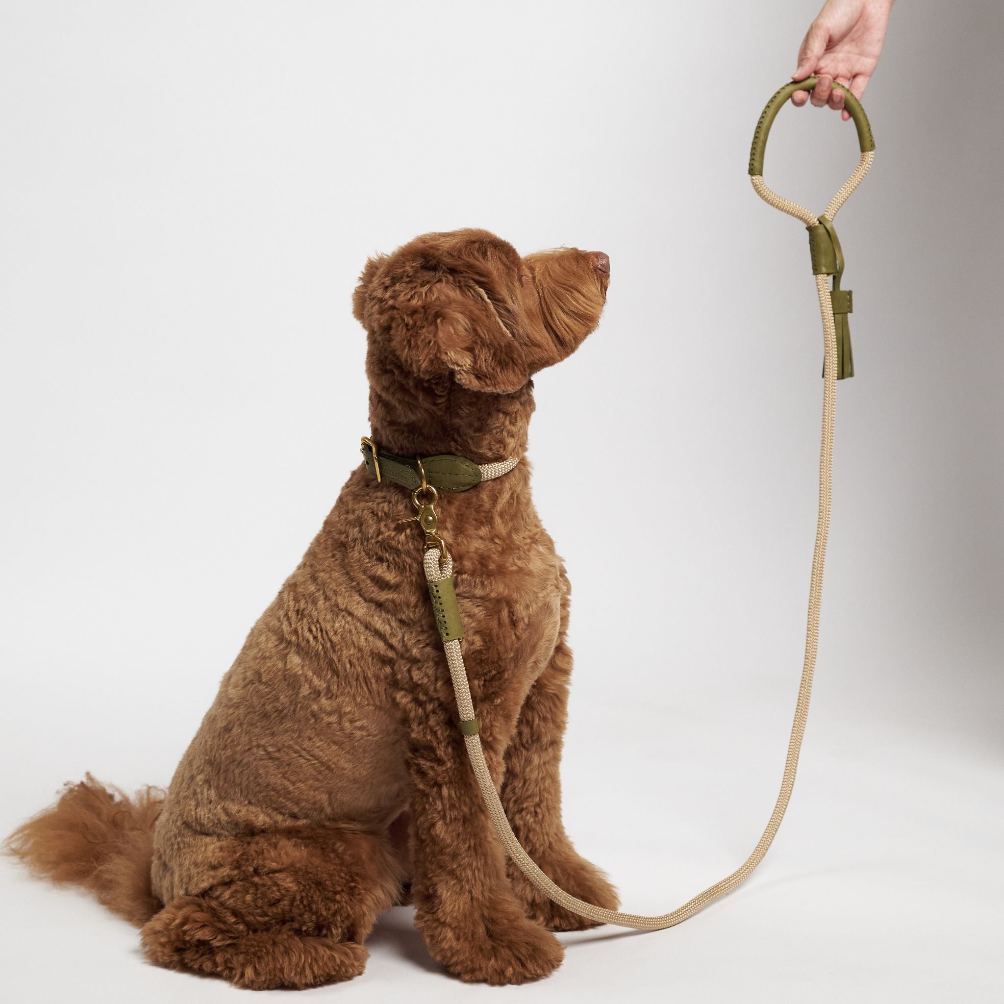 Hunting pony ドックカラーマカロニー