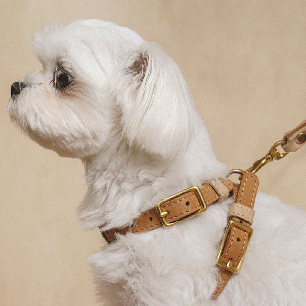 Hunting pony レザーハーネスWalkony