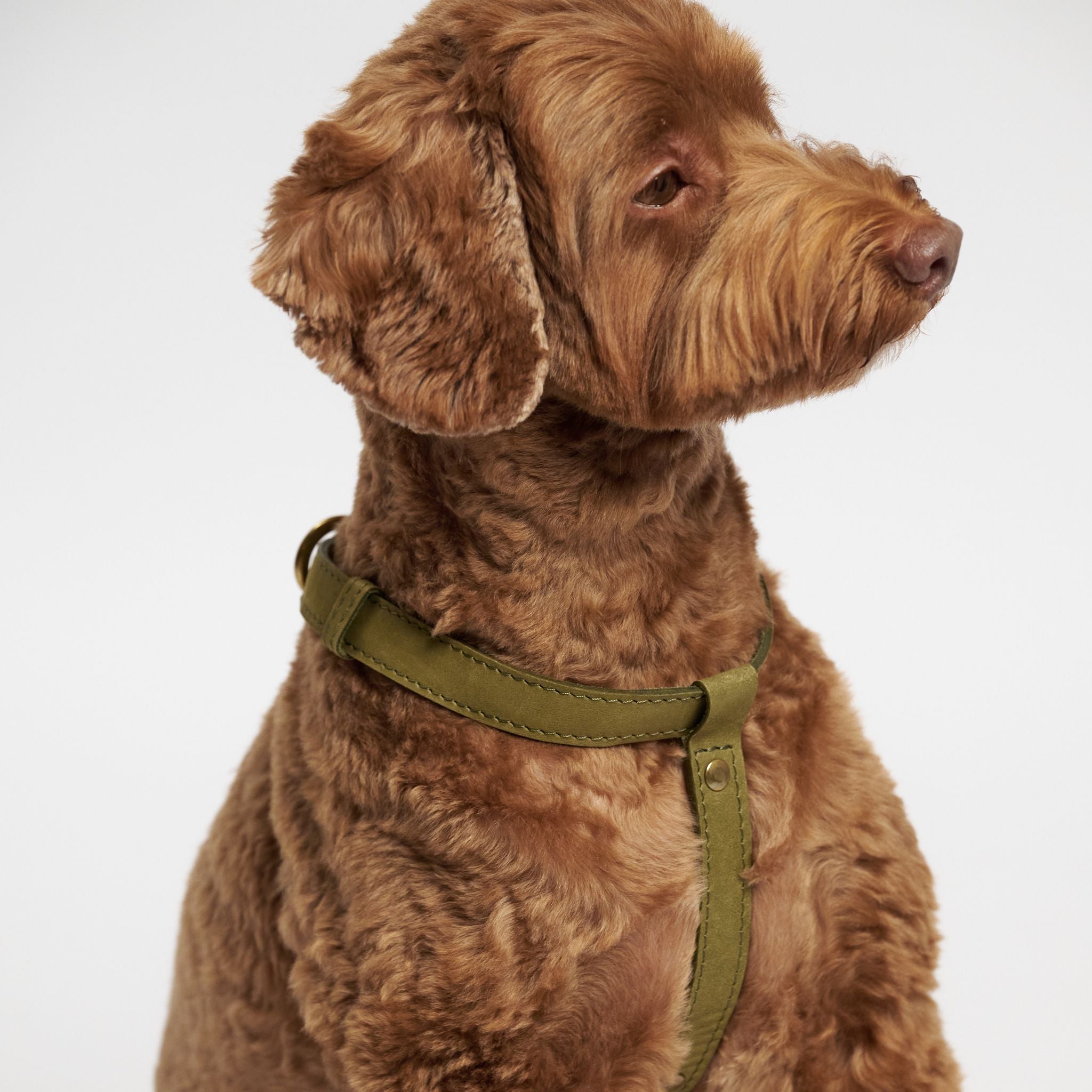 Hunting Pony ドッグハーネス・THE EIGHT