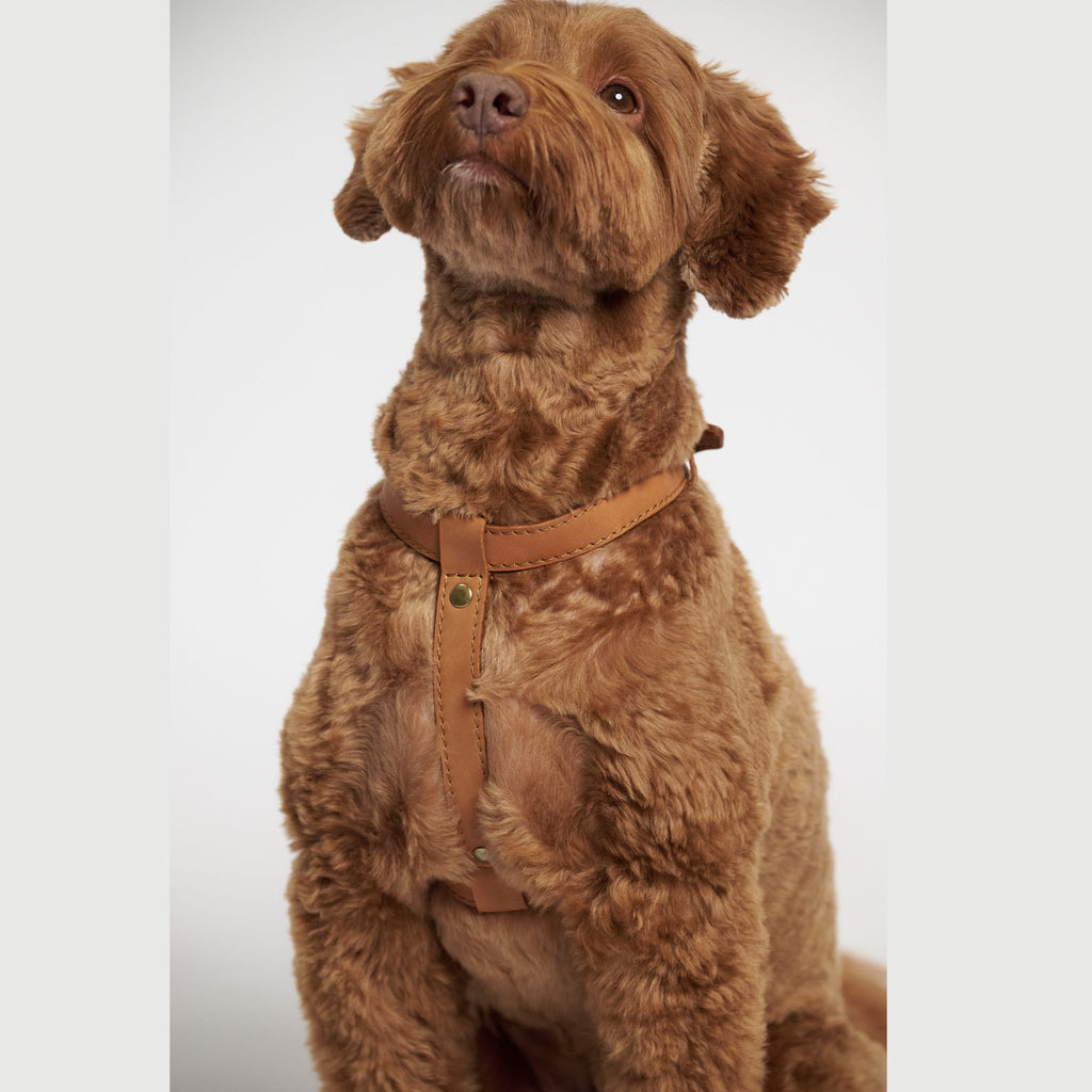 Hunting Pony ドッグハーネス・THE EIGHT