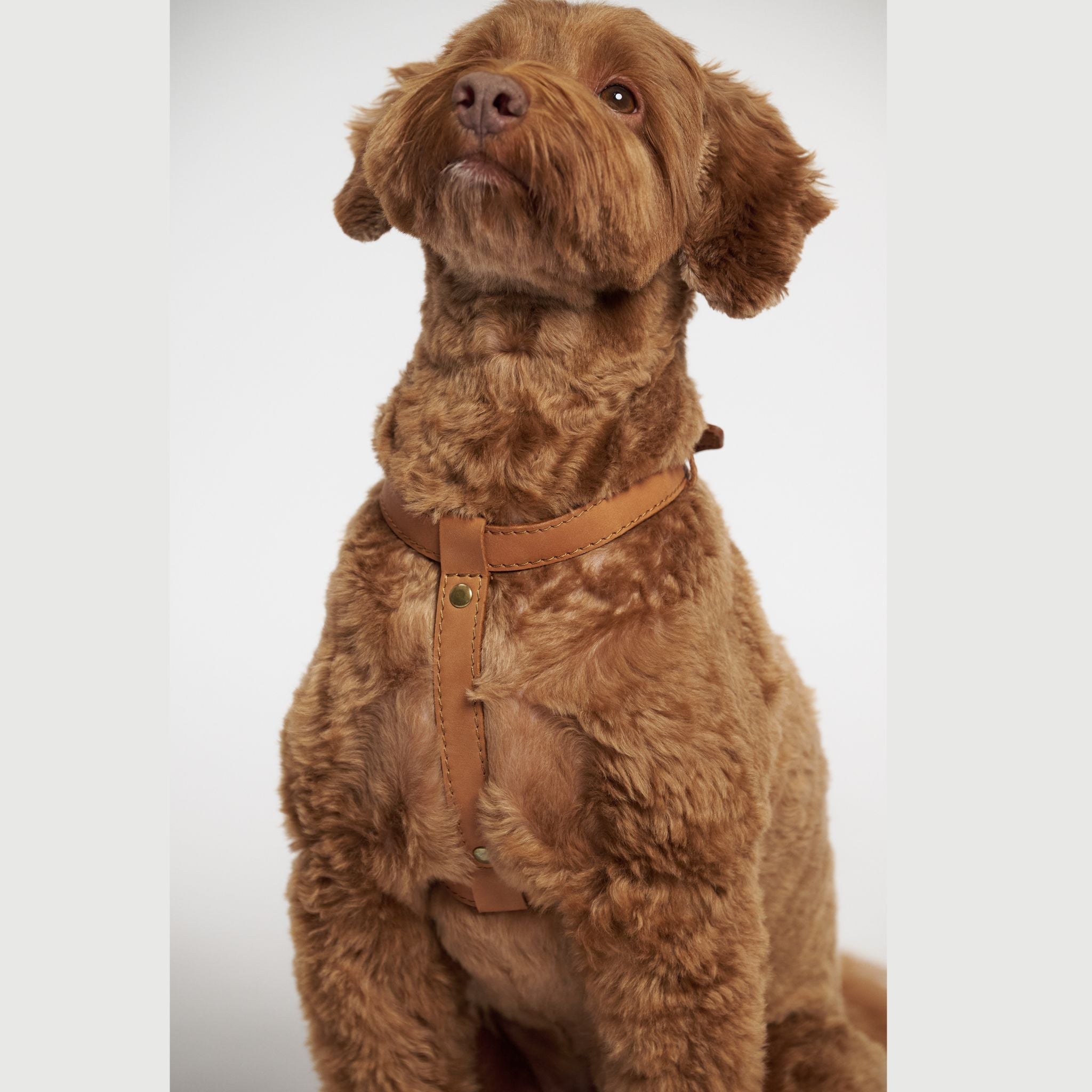 Hunting Pony ドッグハーネス・THE EIGHT