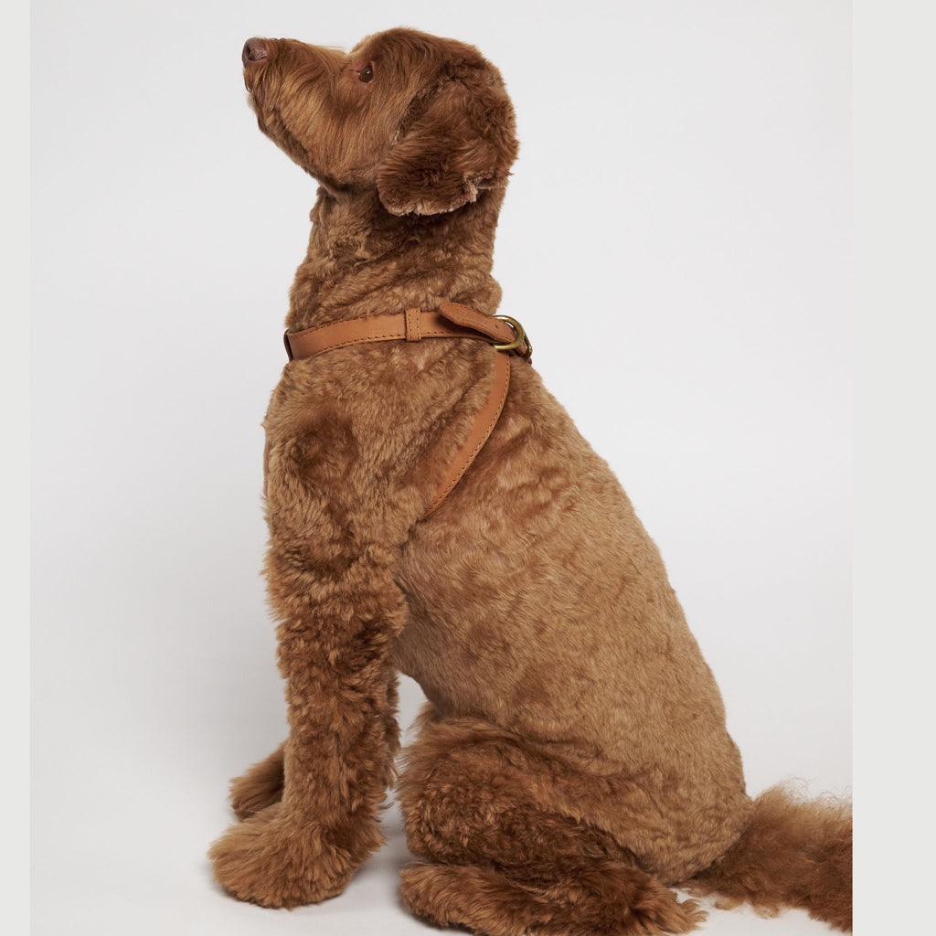 Hunting Pony ドッグハーネス・THE EIGHT