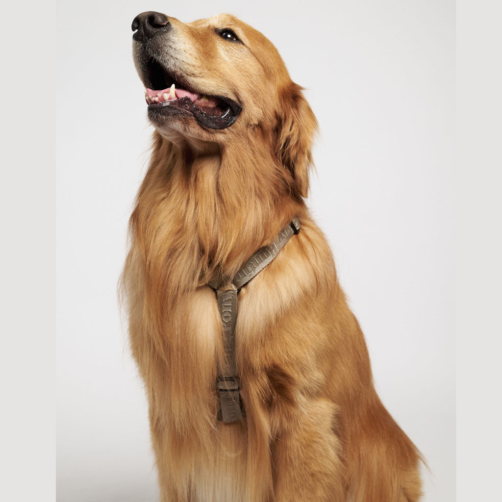 Hunting Ponyポニーコンパニオニー　ハーネス