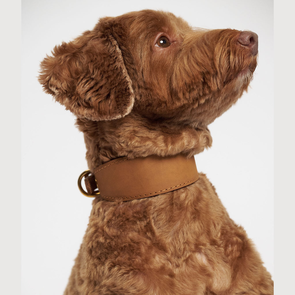 Hunting pony ドッグカラーヘリング