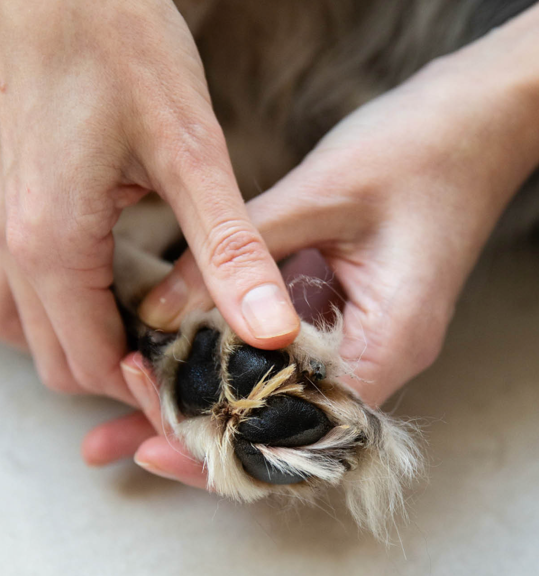 Pawness ドッグケアバーム