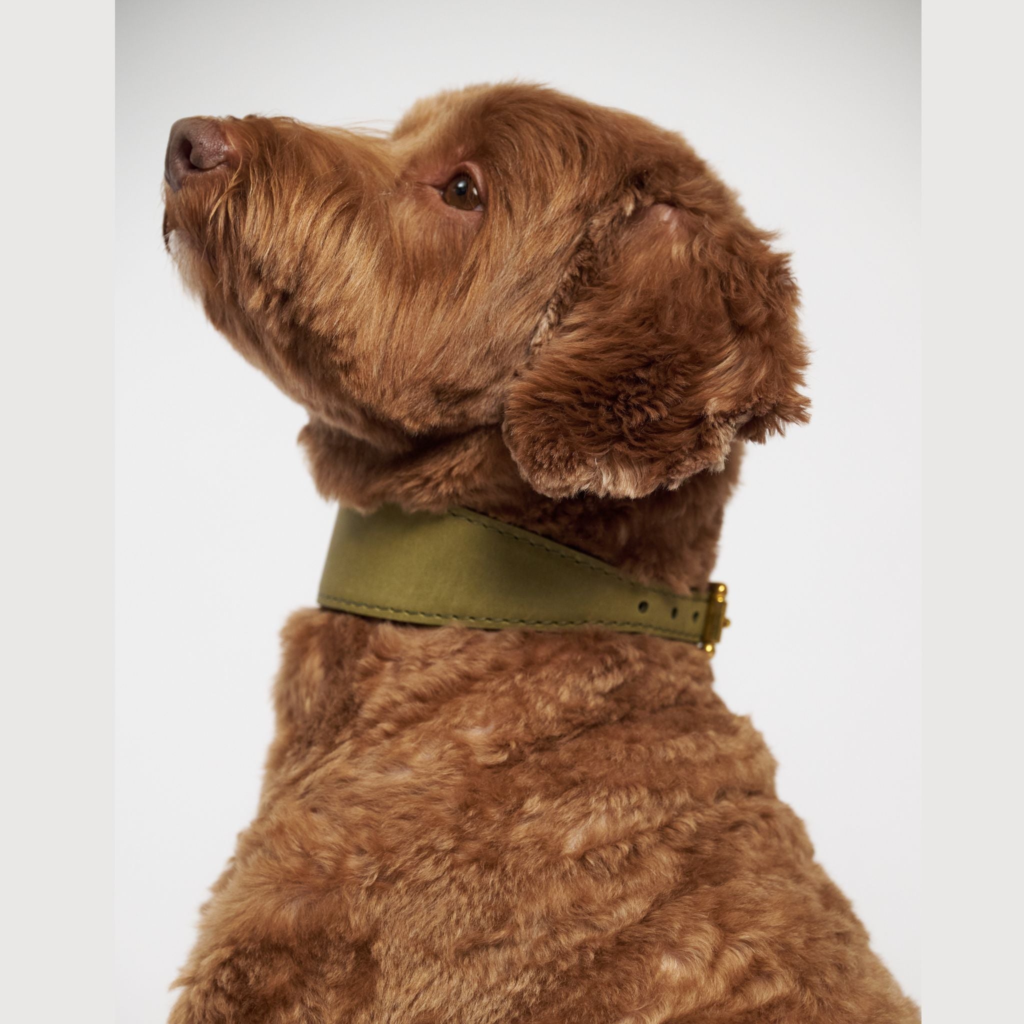 Hunting pony ドッグカラーヘリング