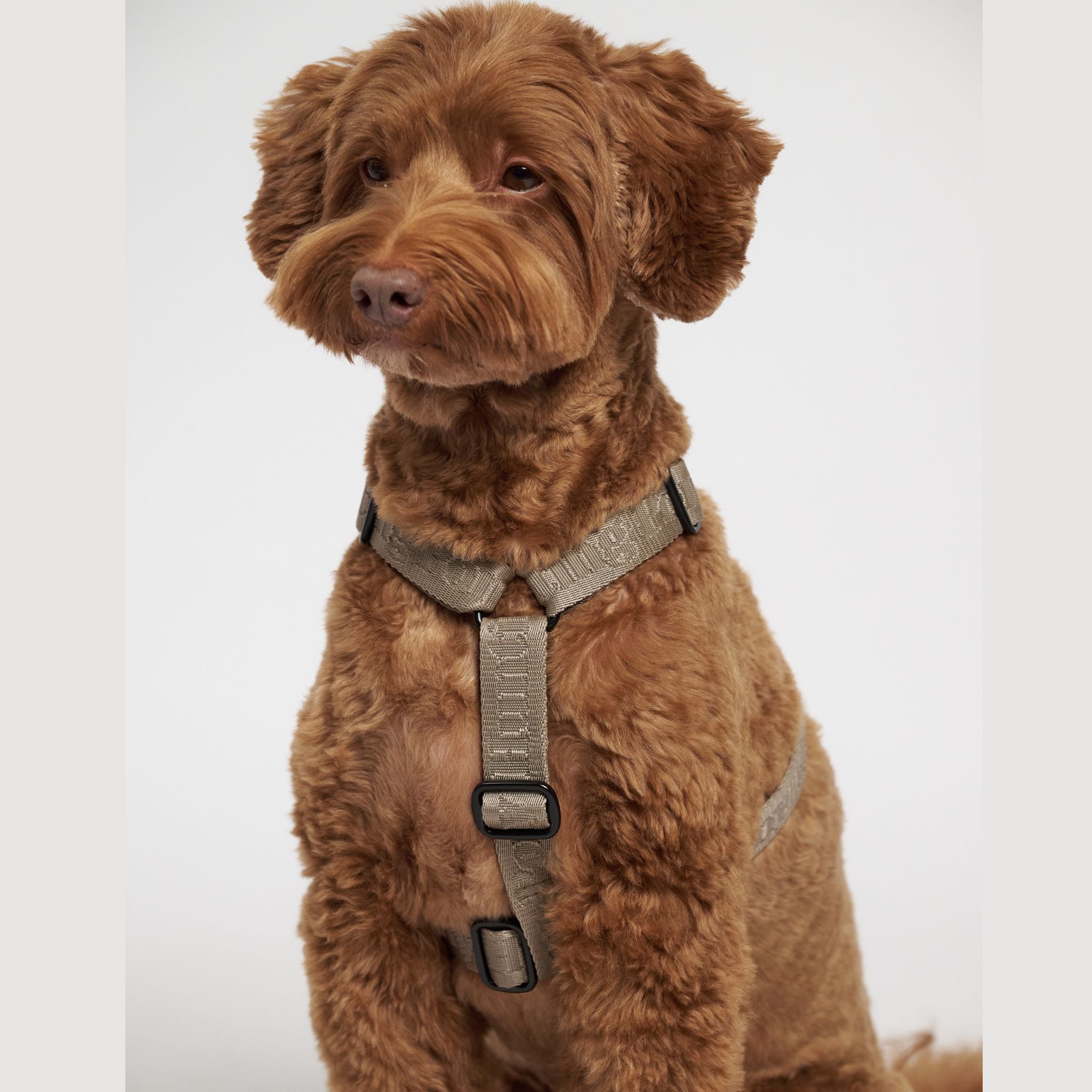 Hunting Ponyポニーコンパニオニー　ハーネス