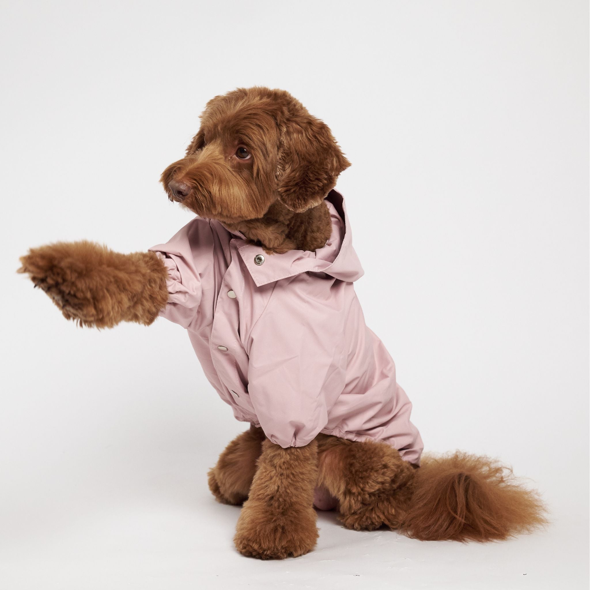 pawsome Studio アクティブジャケット