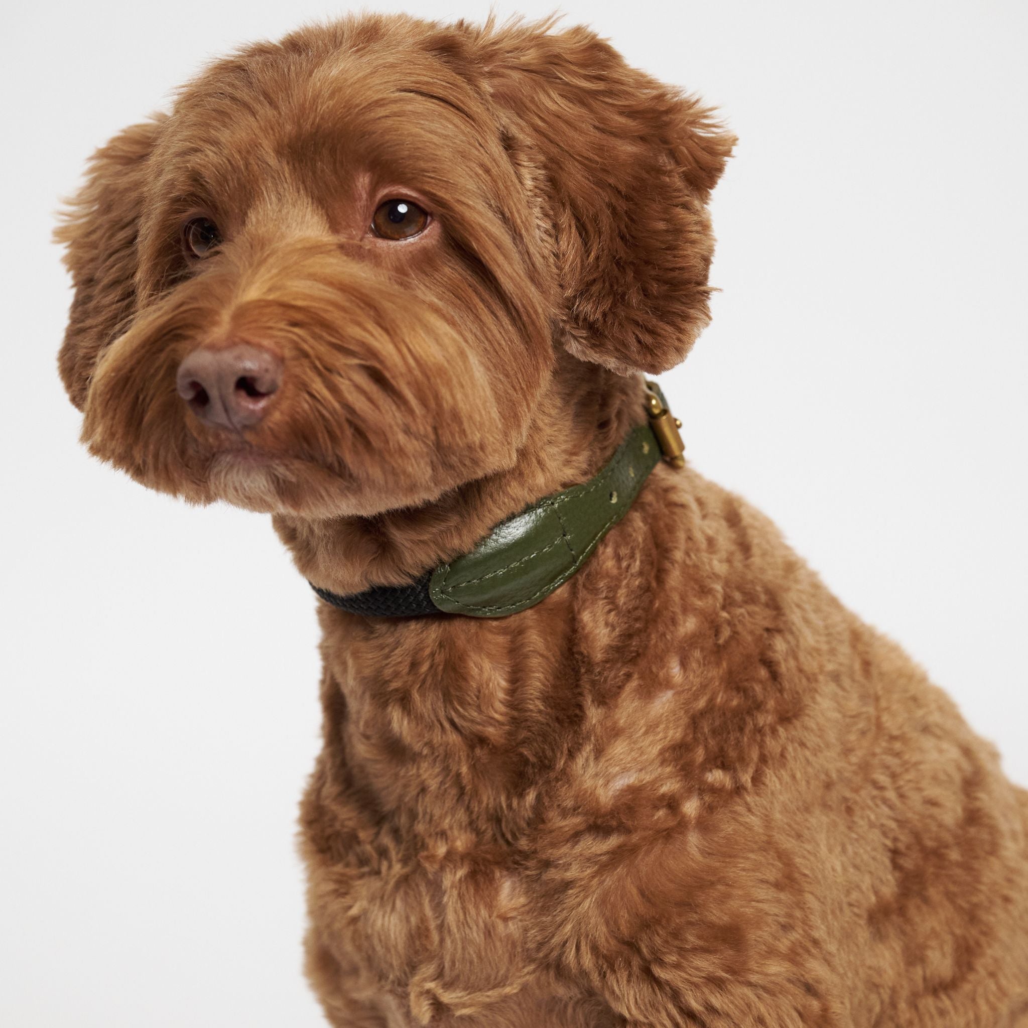 Hunting pony ドックカラーマカロニー