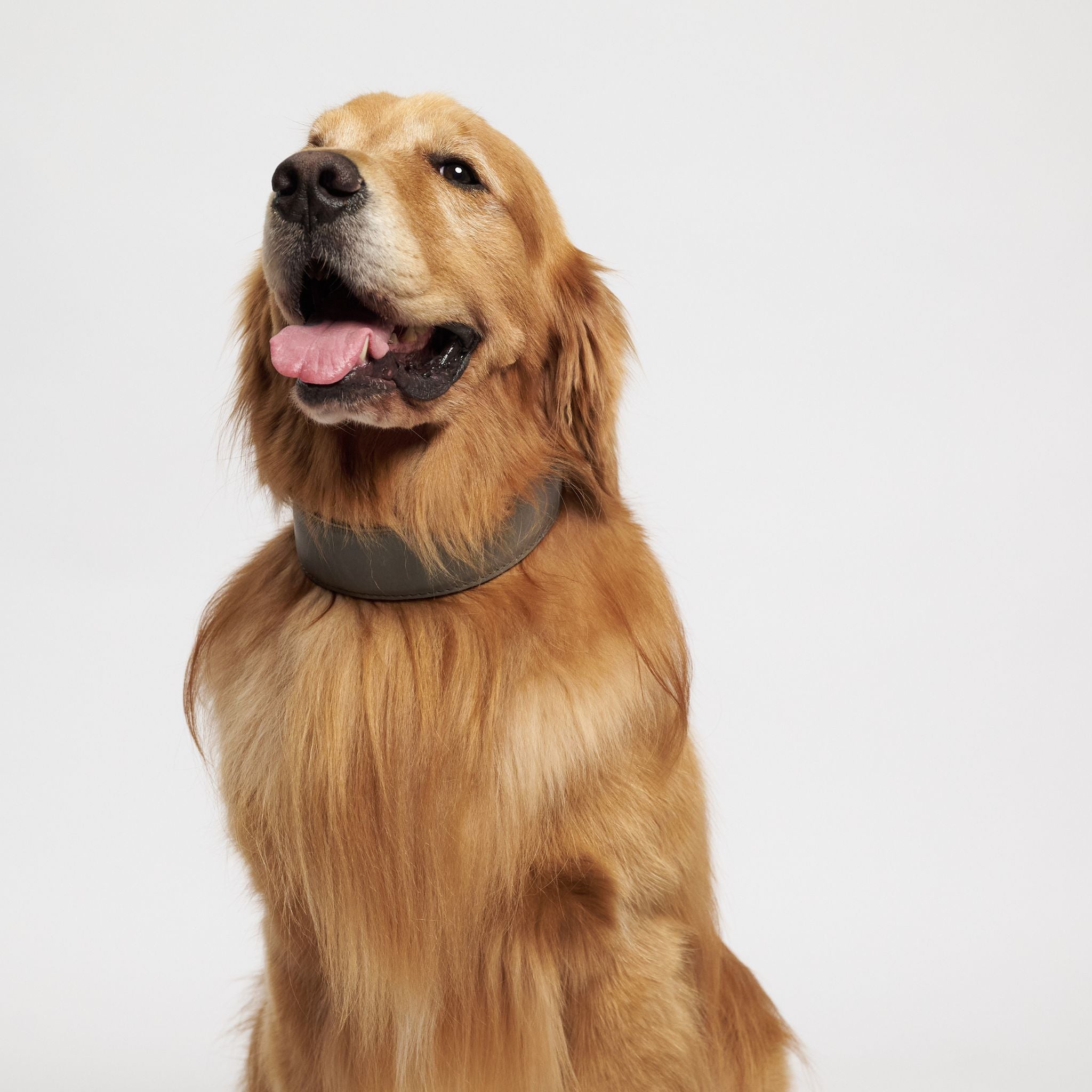 Hunting pony ドッグカラーヘリング