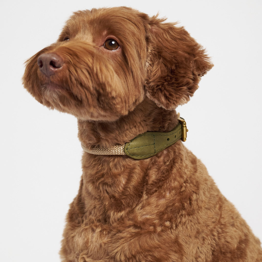 Hunting pony ドックカラーマカロニー