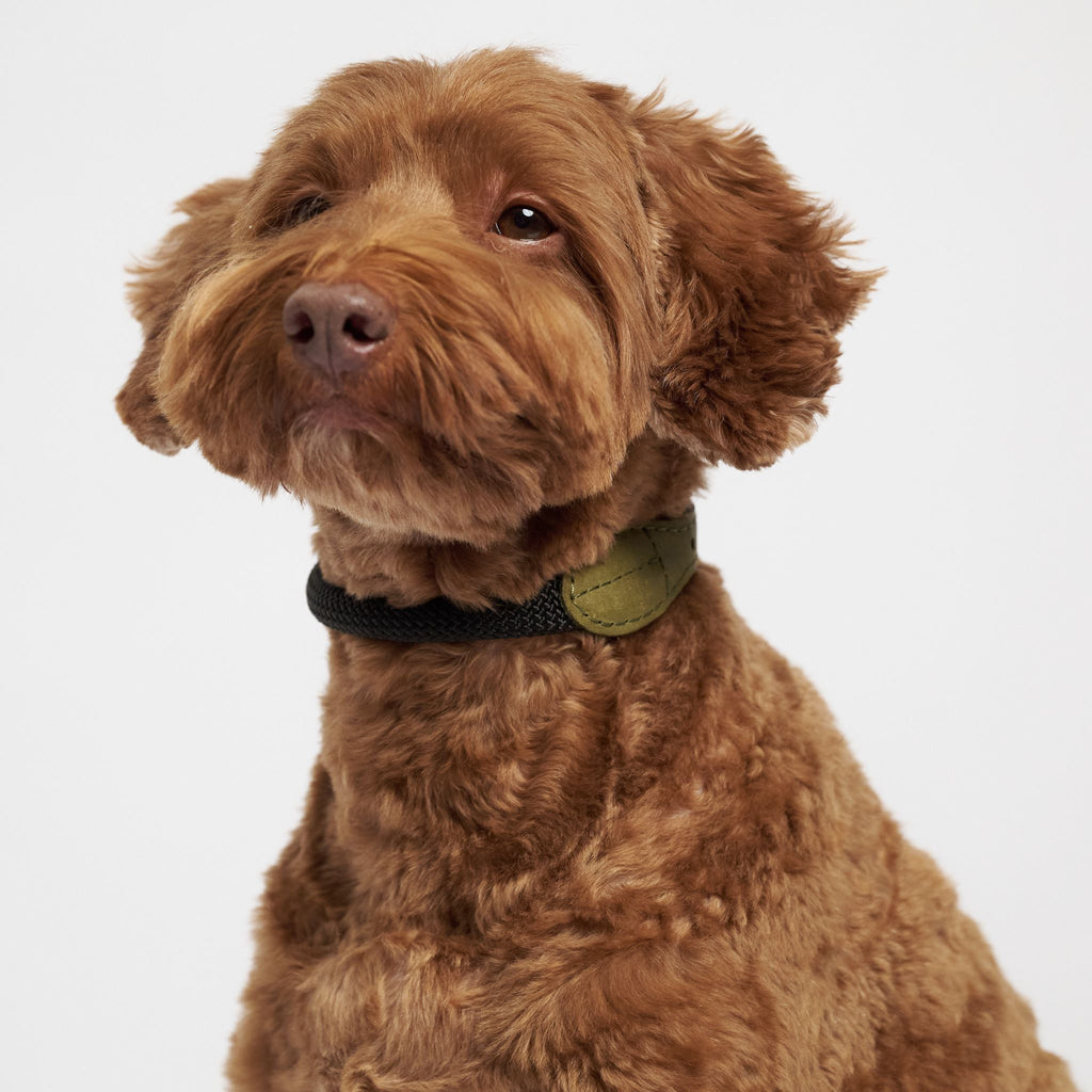 Hunting pony ドックカラーマカロニー