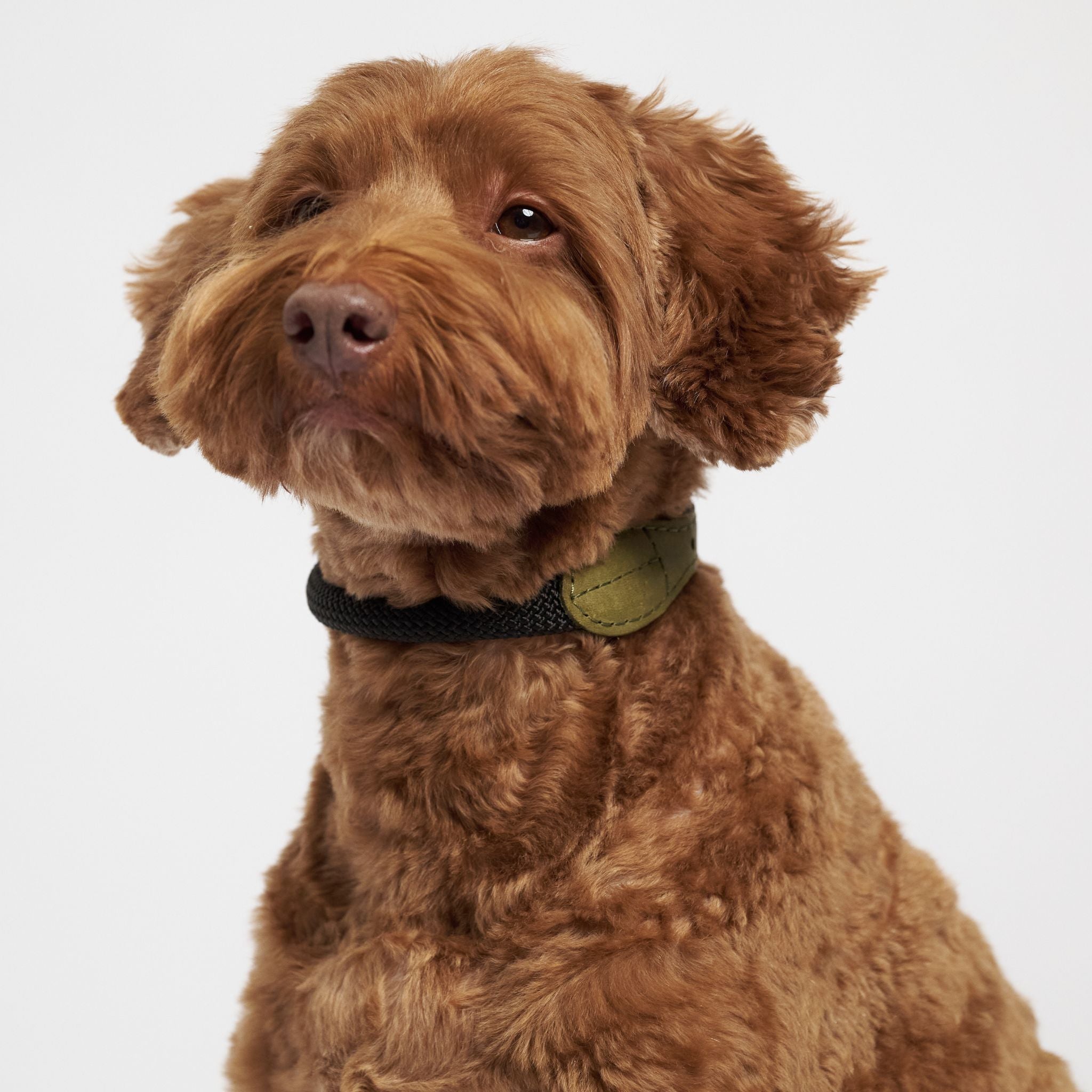 Hunting pony ドックカラーマカロニー