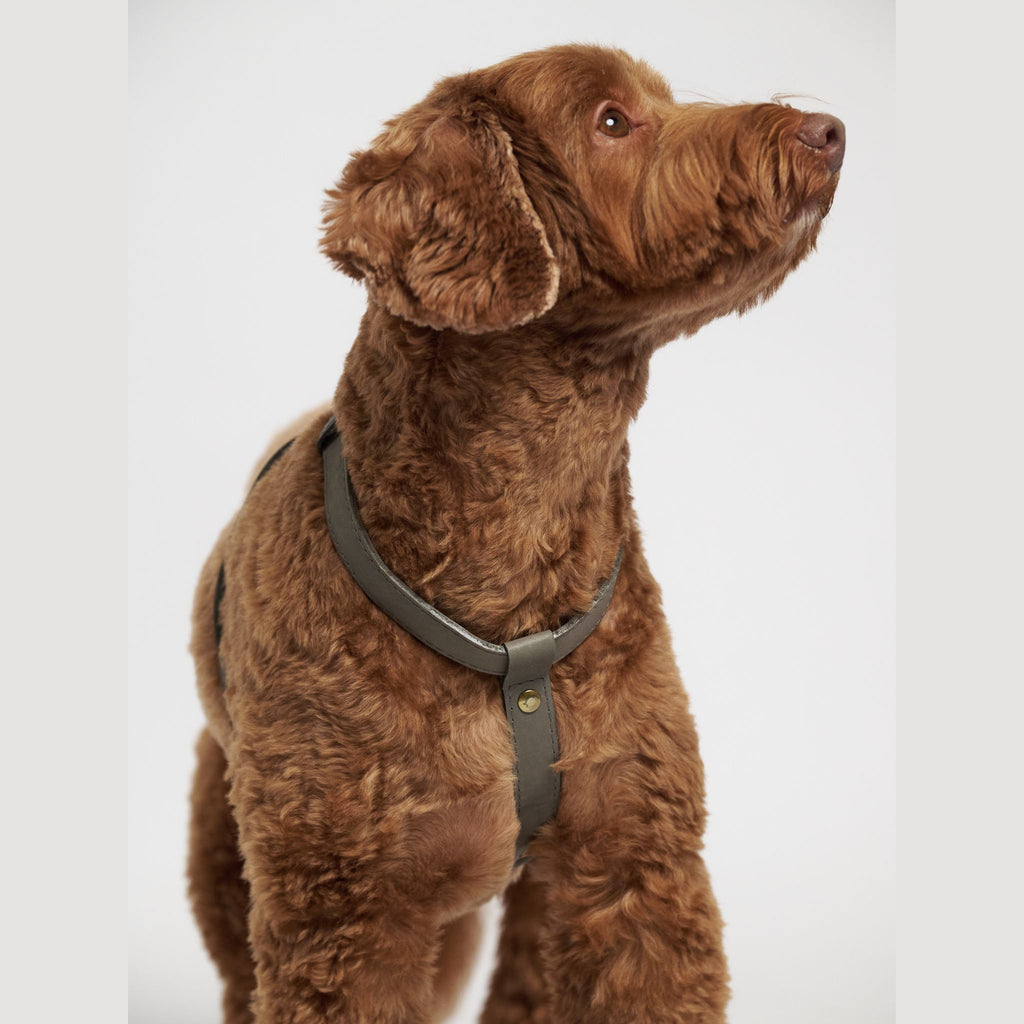 Hunting Pony ドッグハーネス・THE EIGHT